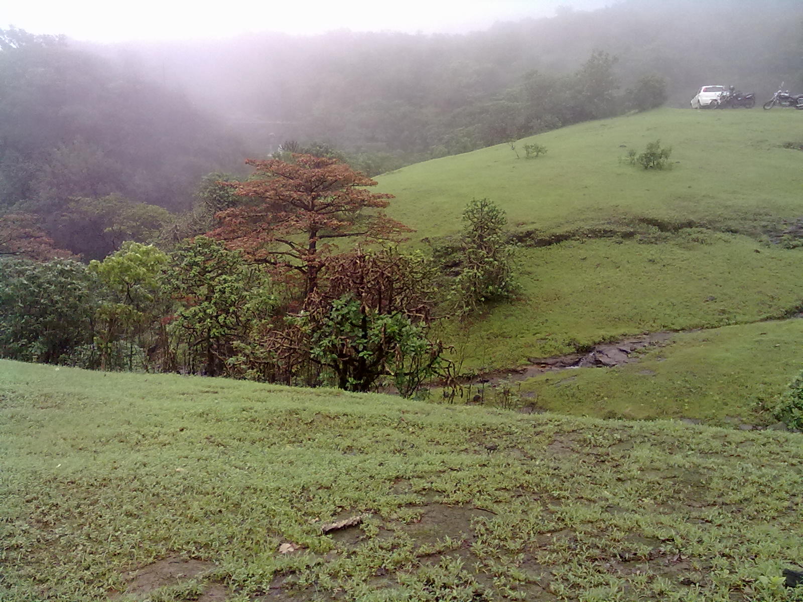 misty trees in a grassy hill with a stream