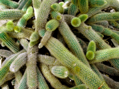 close up of a cactus plant with long needles and fruit