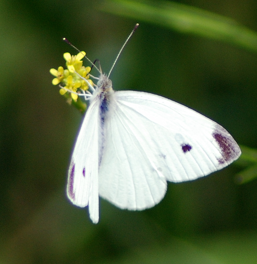an unusual looking white erfly on top of some tiny yellow flowers