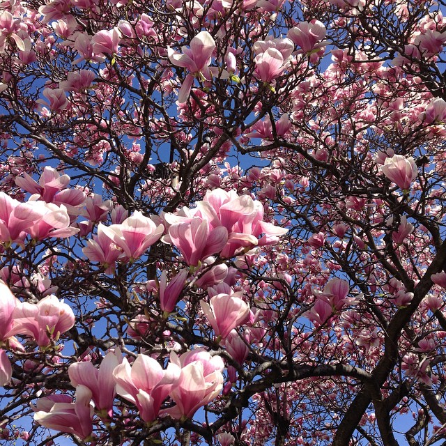 a tree full of pink flowers on a clear day
