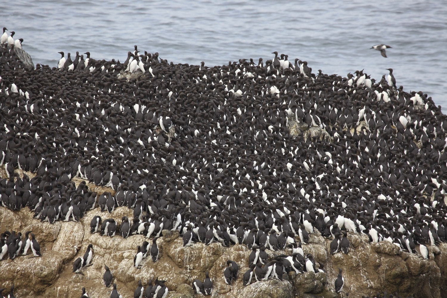 a large flock of black and white birds standing near water