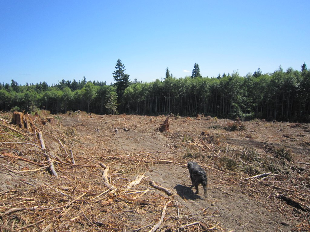 a black dog in a clearing in an area of cleared land