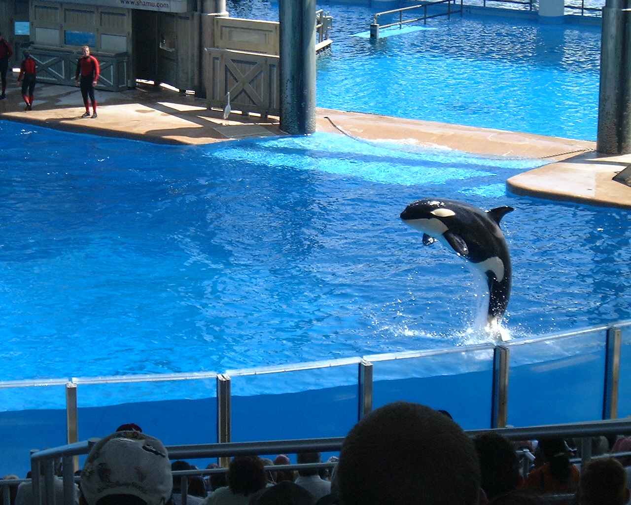 an orca jumping up into the air from an aquarium