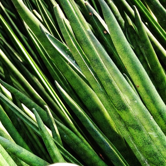 closeup of green onions, very tasty and soft