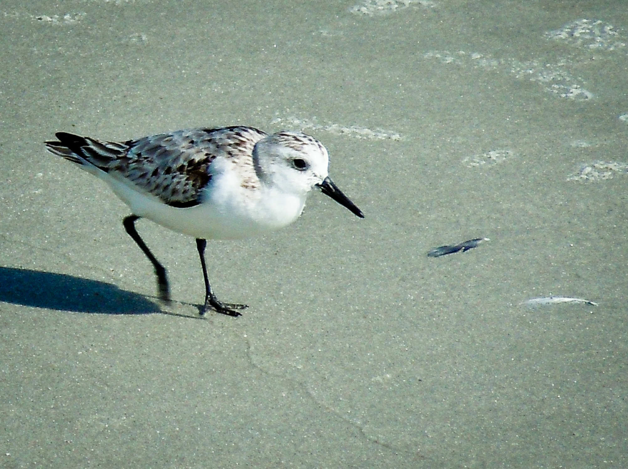 bird walking in shallow sand on a beach