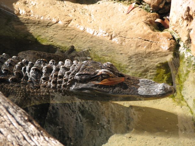 the alligator has a brown colored spot on it's back end