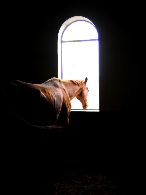 a horse standing at a window in a stable