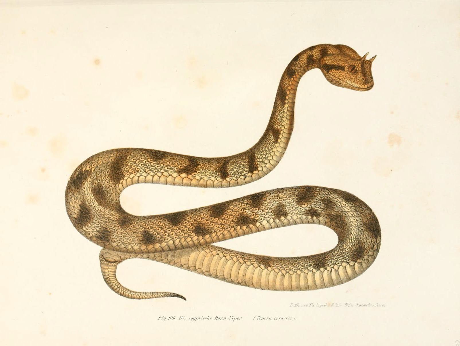 an antique painting of a snake