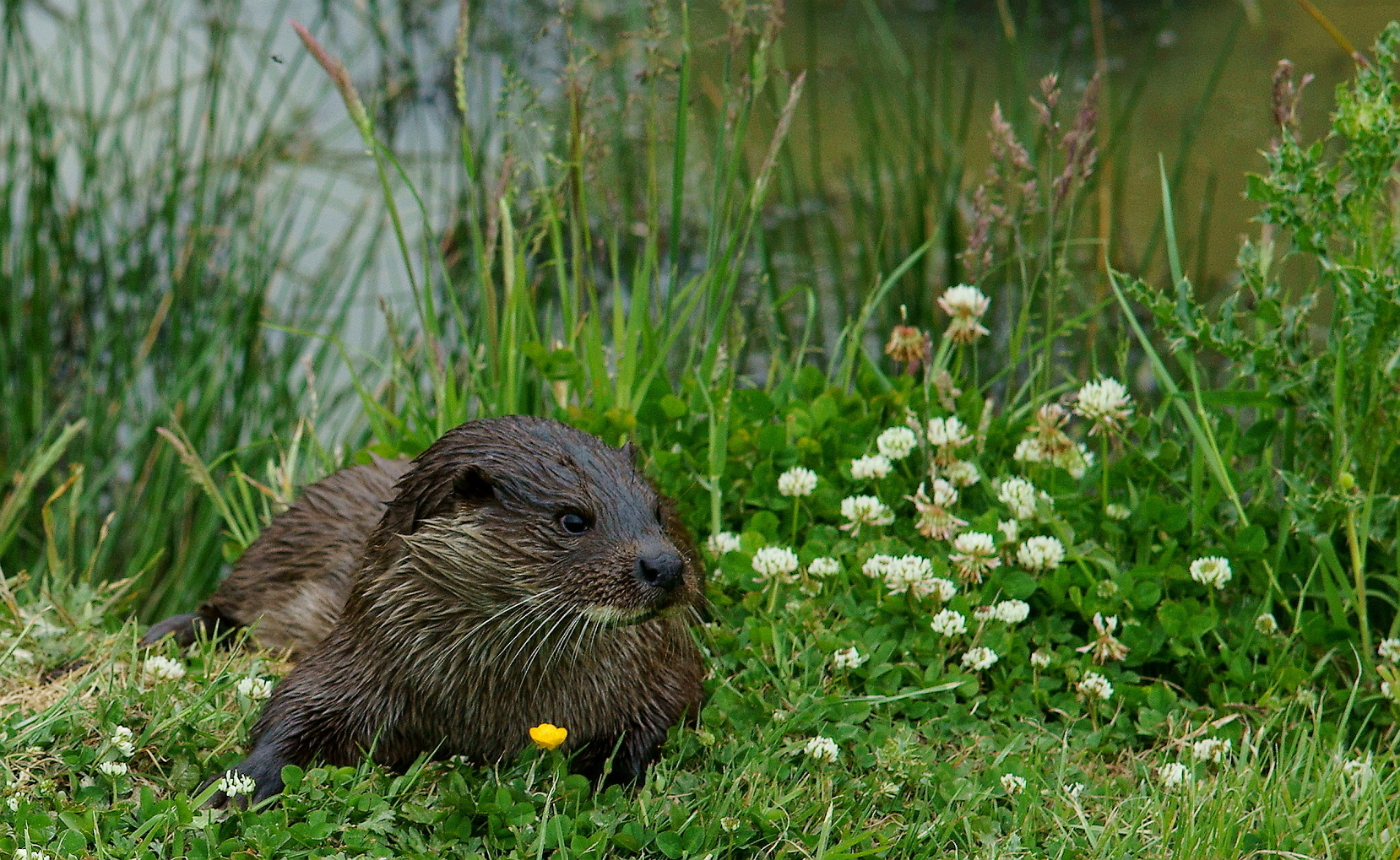 an image of a beaver sitting in grass