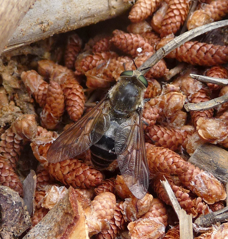 a close up of a small brown insect on the ground