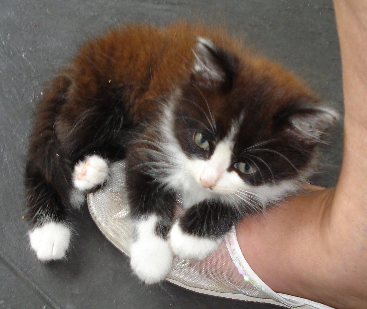 the kitten has fallen off of its mother's shoe