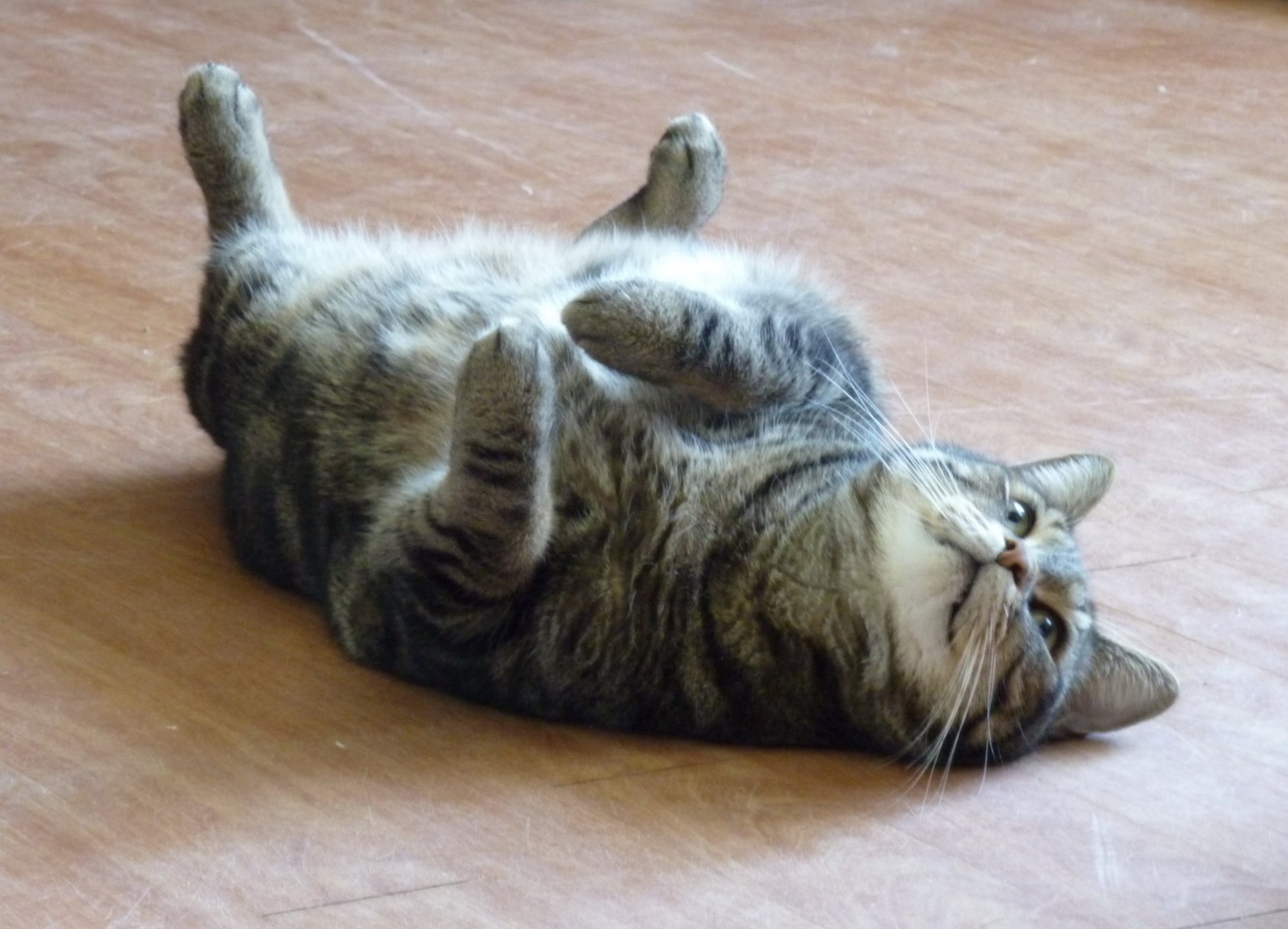 a cat laying on its back on the floor