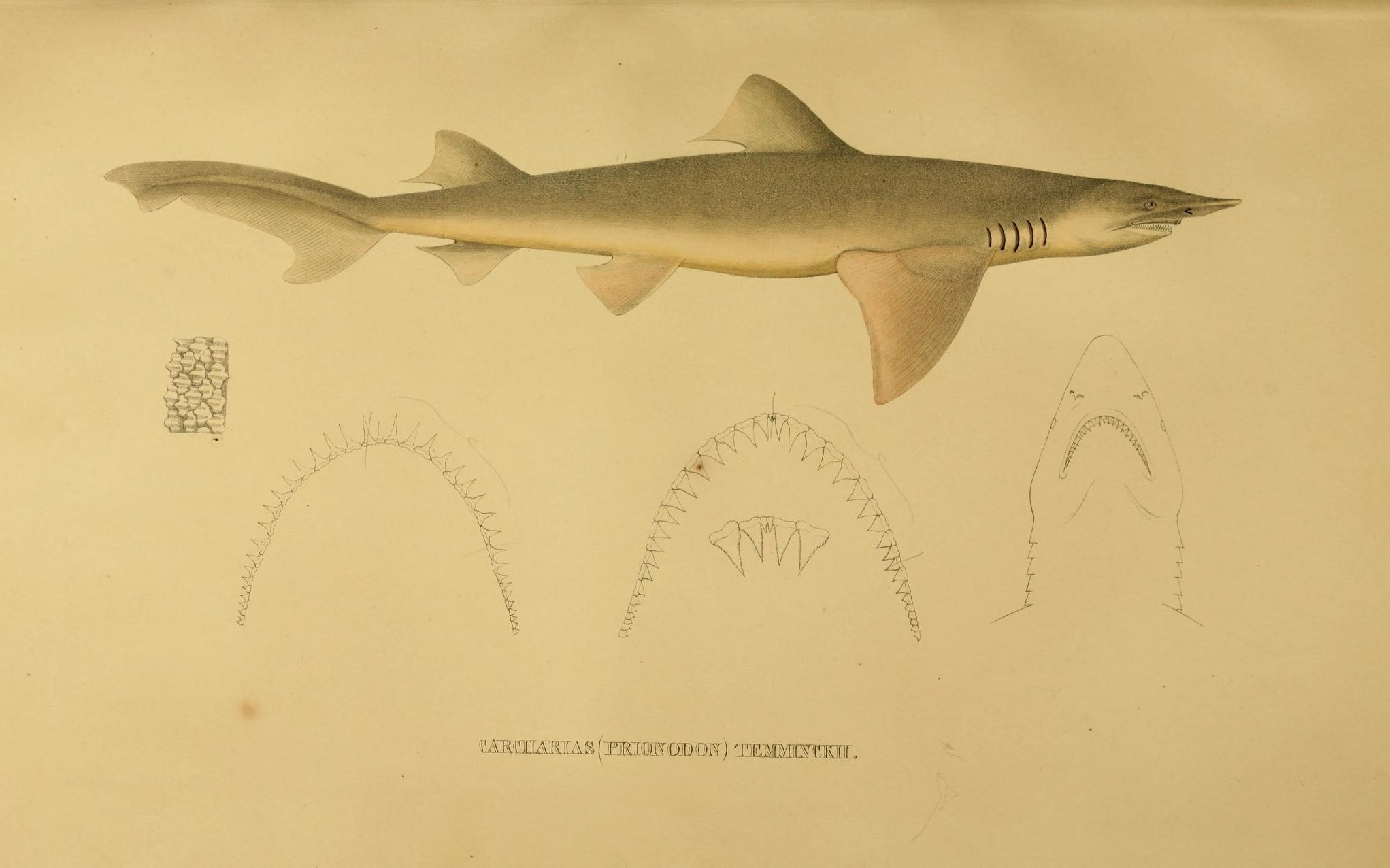 a vintage illustration shows the shark and fish, and features ornamental writing in a vintage illustration