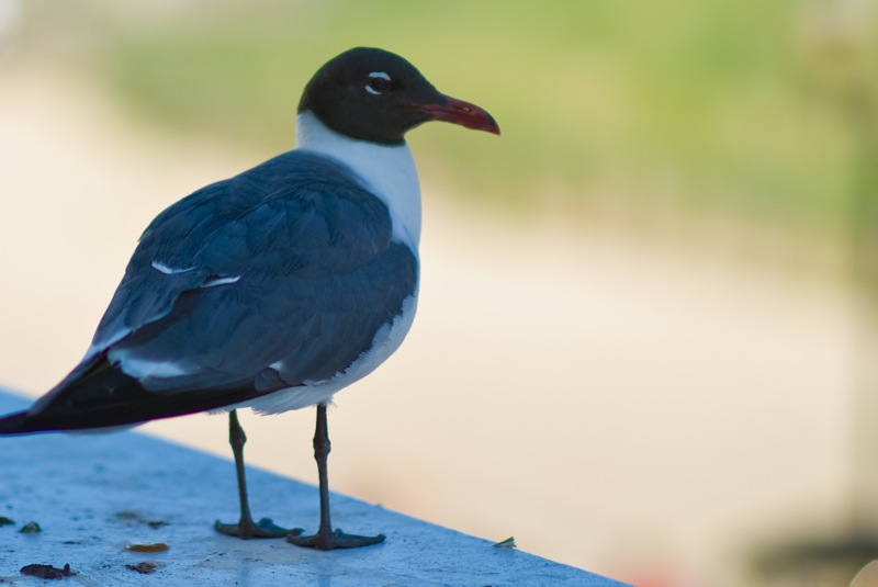 bird sitting on ledge near dirt surface in open area