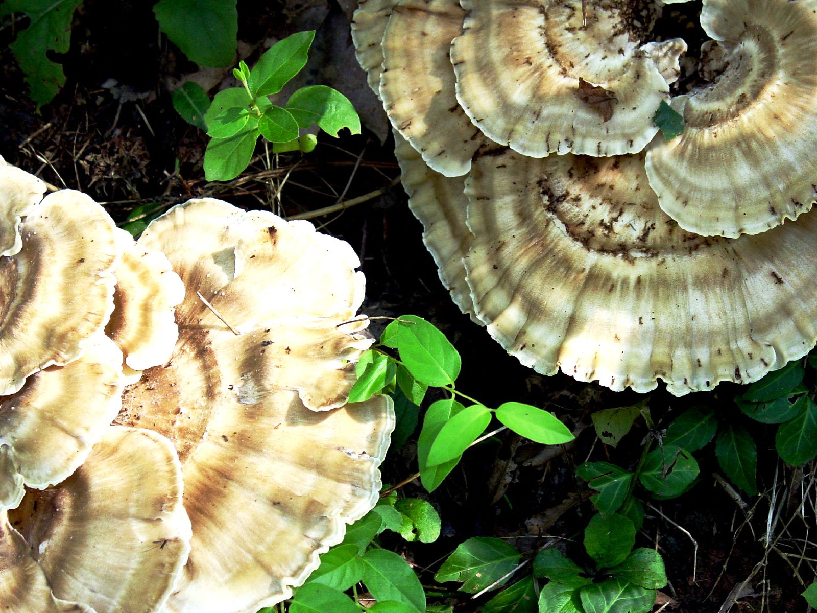 several mushrooms growing on some kind of plant