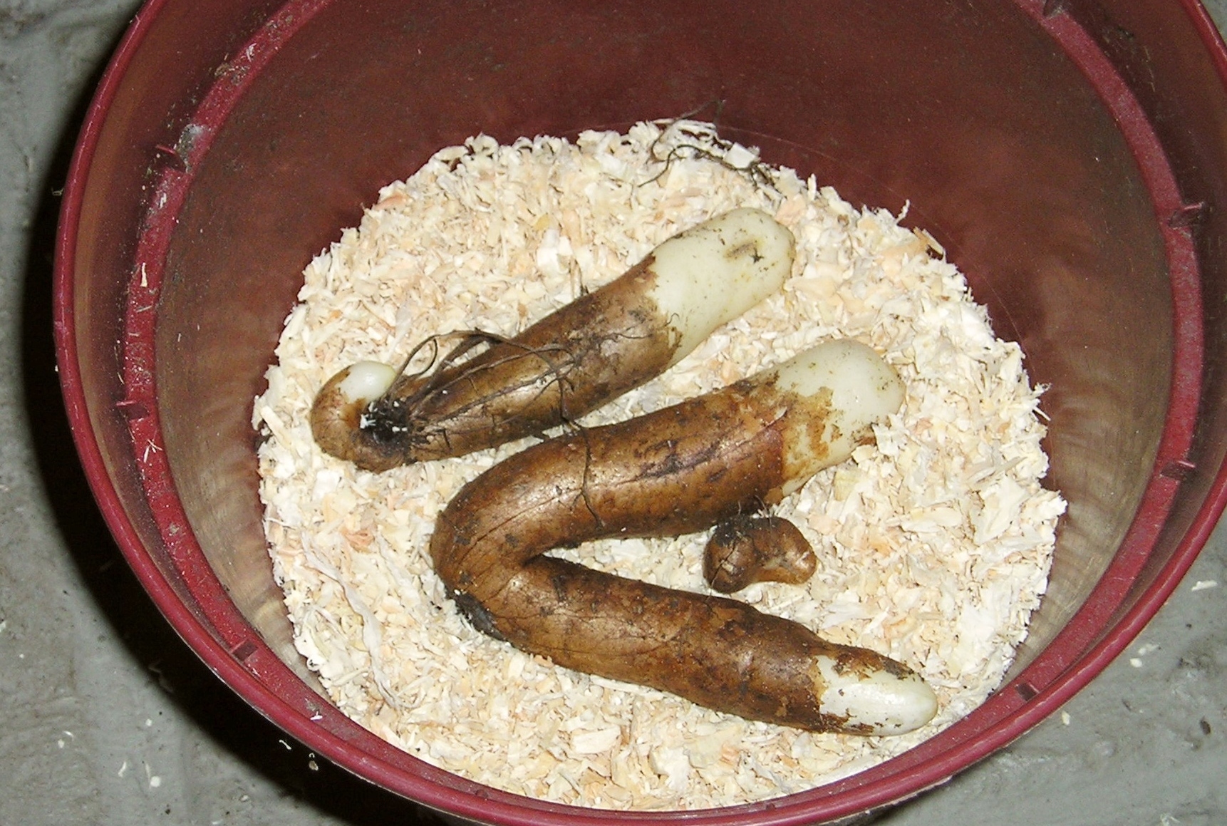 two sausages and two onions are in the rice