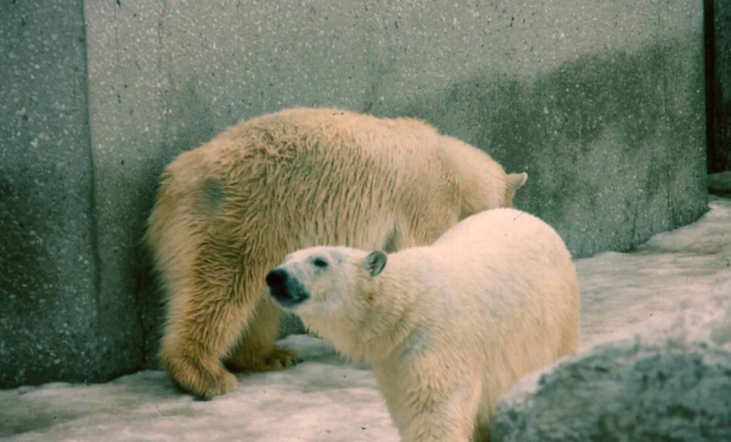 two polar bears standing next to each other in an enclosed area