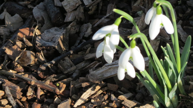 several small flowers growing out of a pile of wood