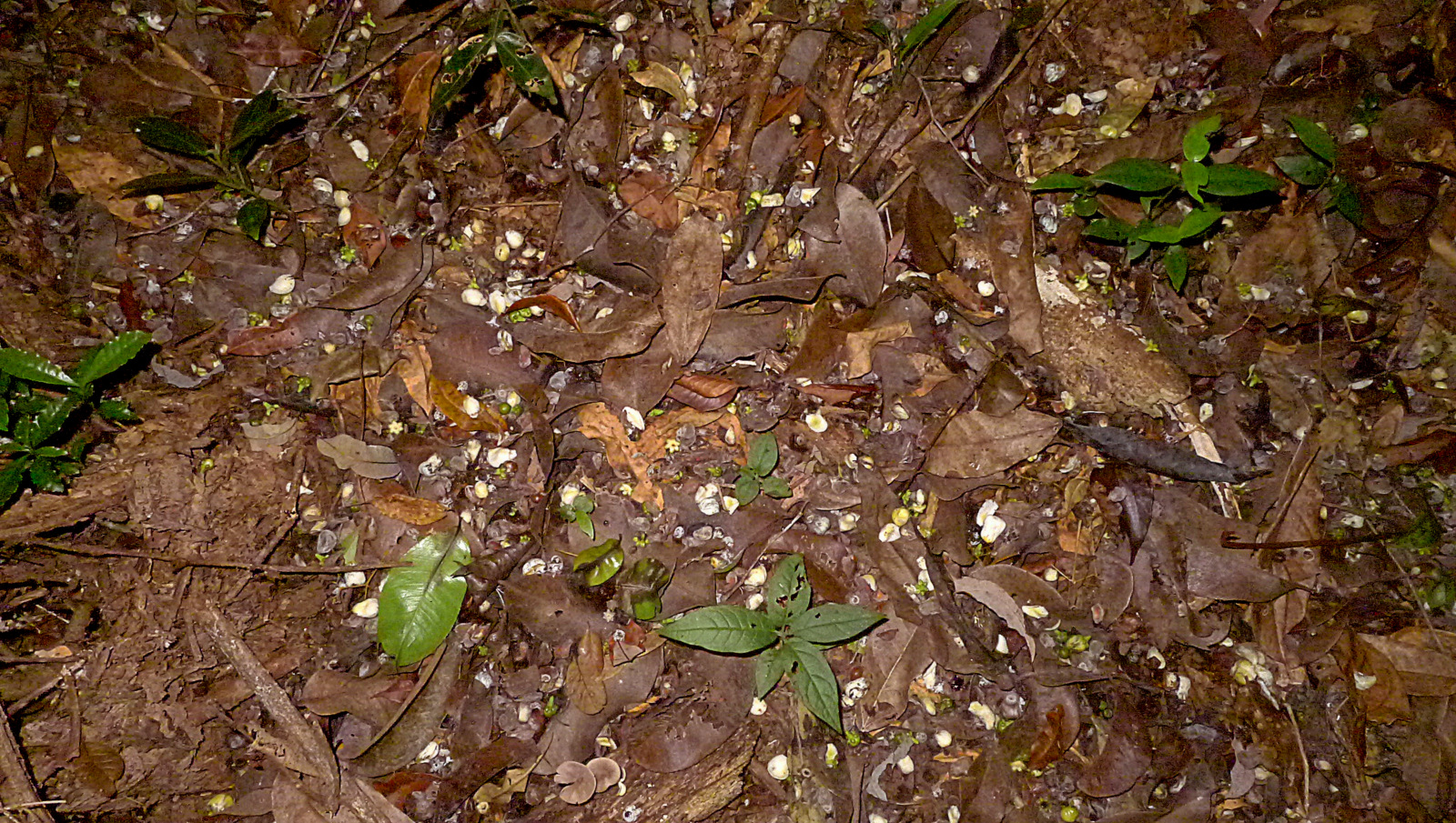 a bunch of leafs laying on the ground