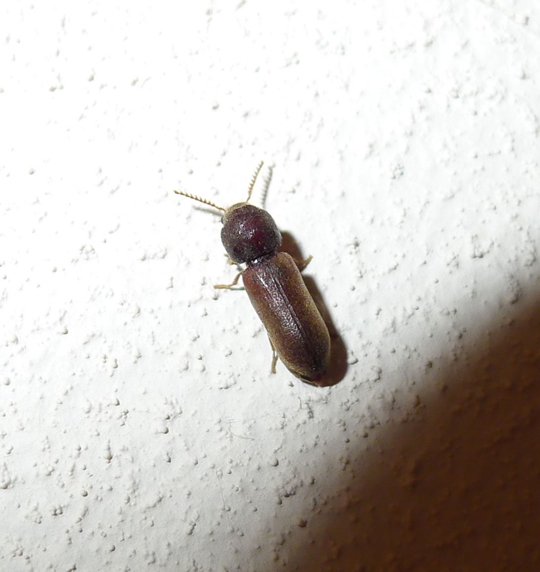 a bug on a wall in the room