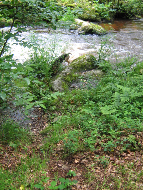 a stream is running through the woods and green plants