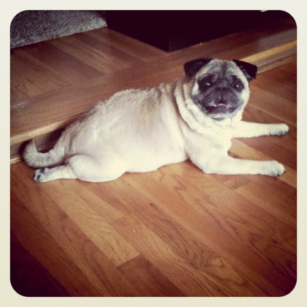 a pug dog laying on the wooden floor next to stairs