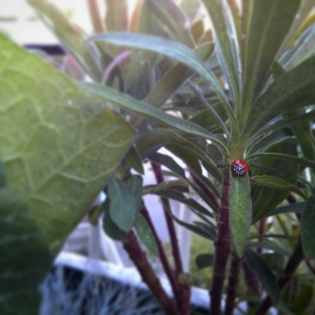 a close up of a green plant with a red bug on it