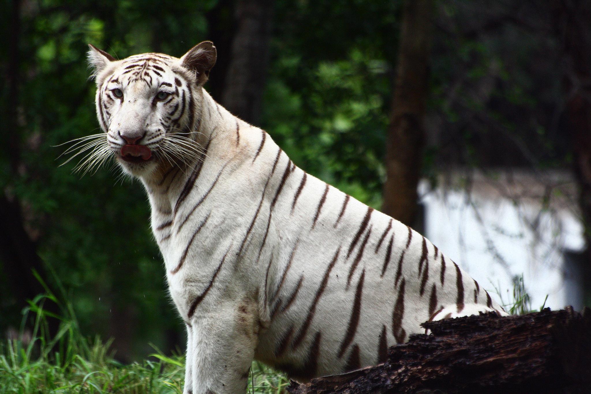 white tiger with its front turned, on a log