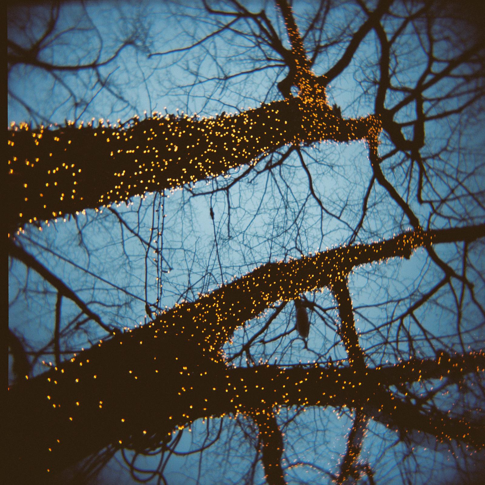 a close up view of a tree with lights