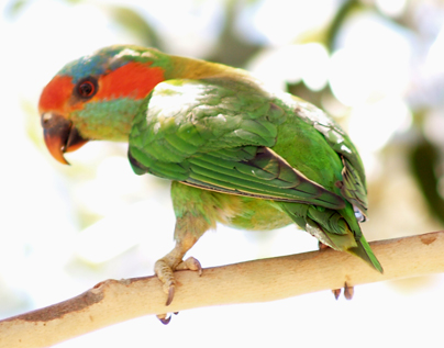 a parrot sits on top of a nch in front of a forest