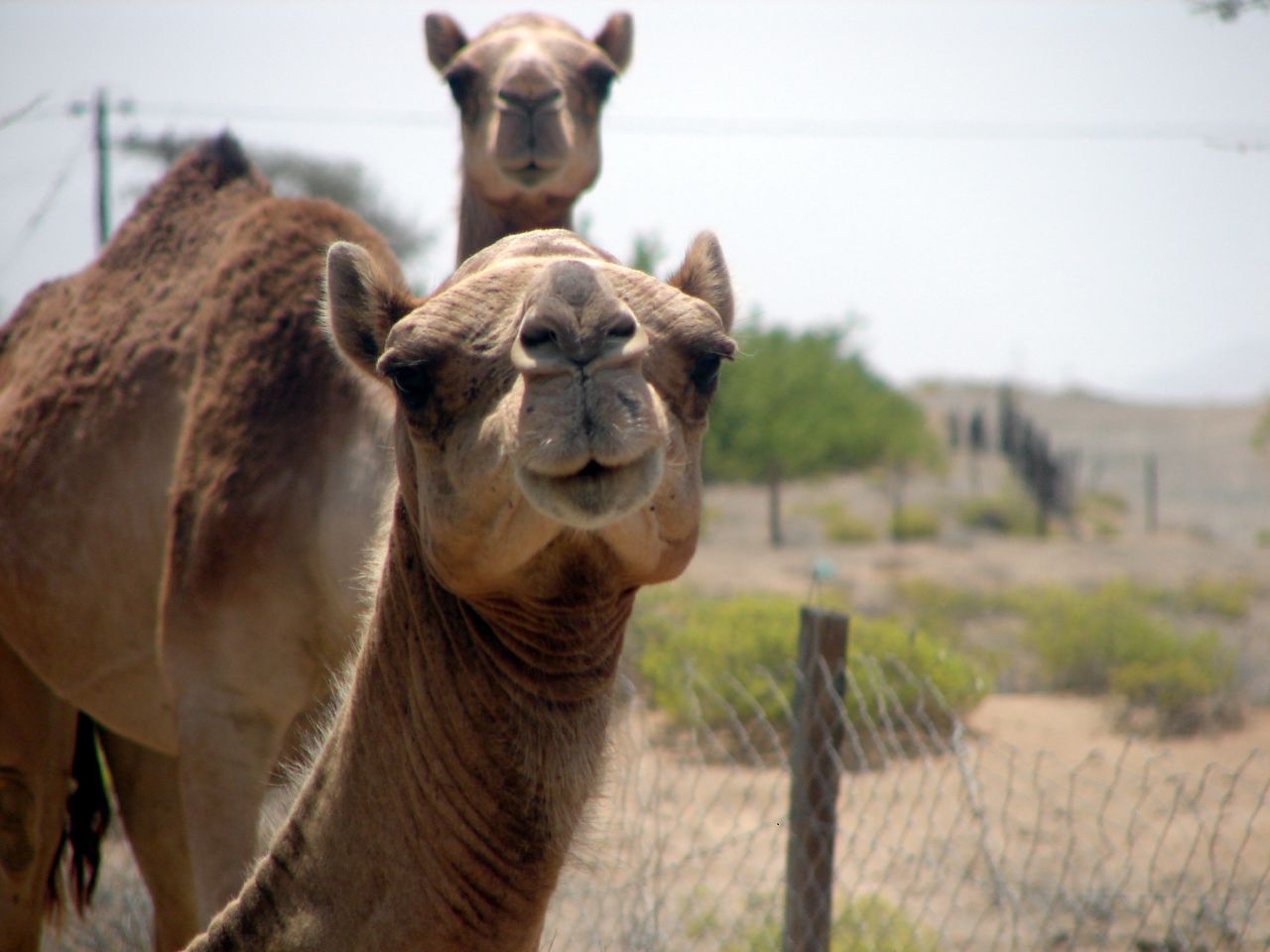 camels in a fenced area looking directly at the camera