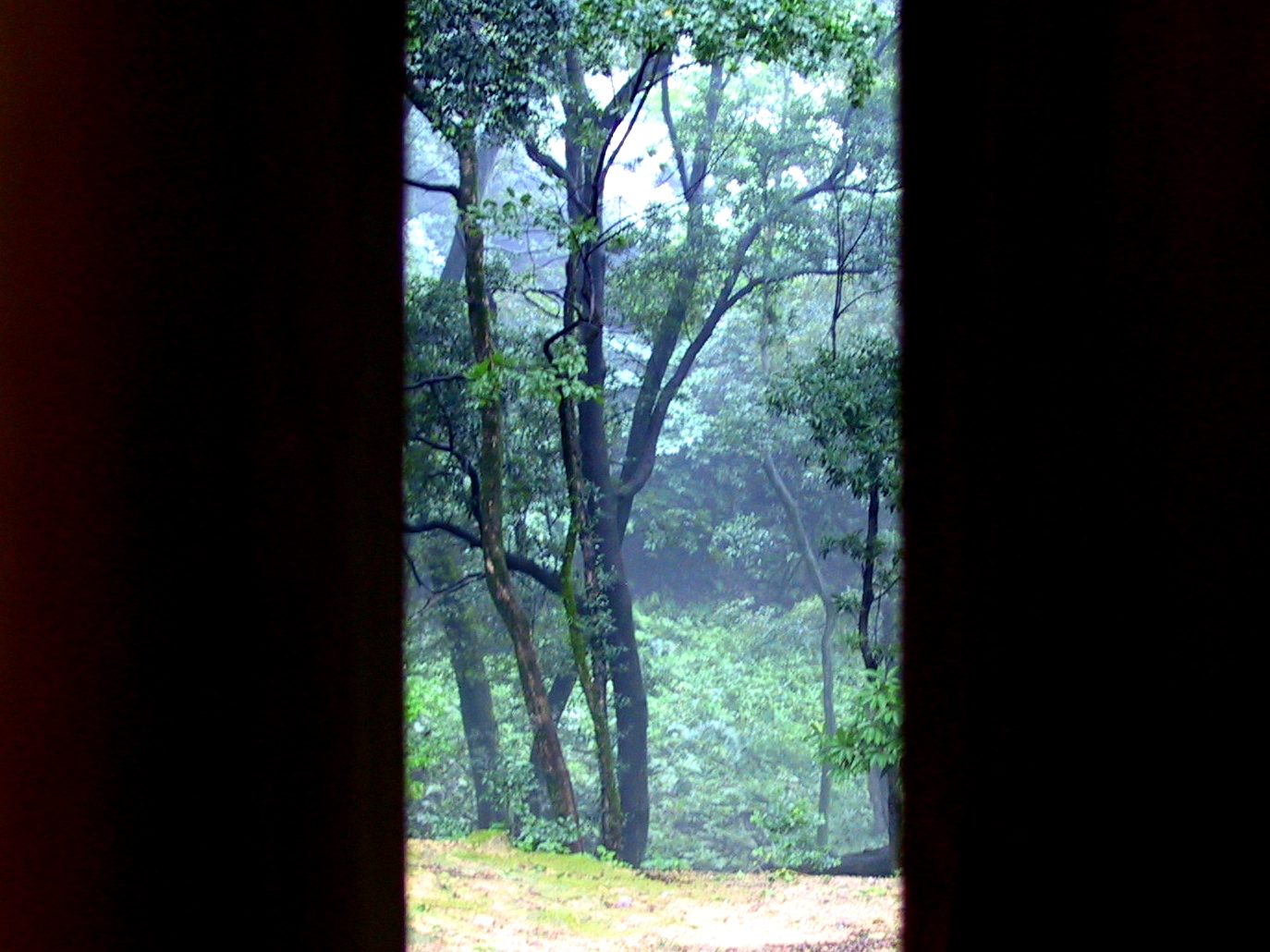 an image from the inside of a window looking at a forest