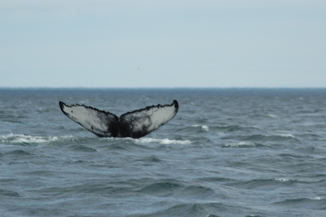 the tail of a whale flups out of the water