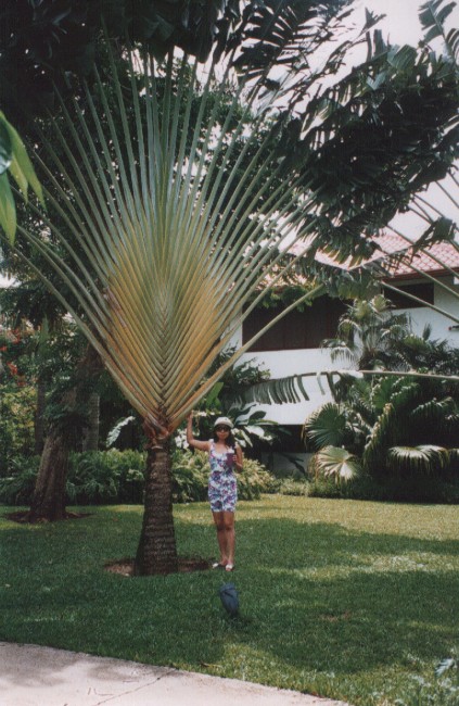 a woman standing on top of a grass covered field next to a palm tree