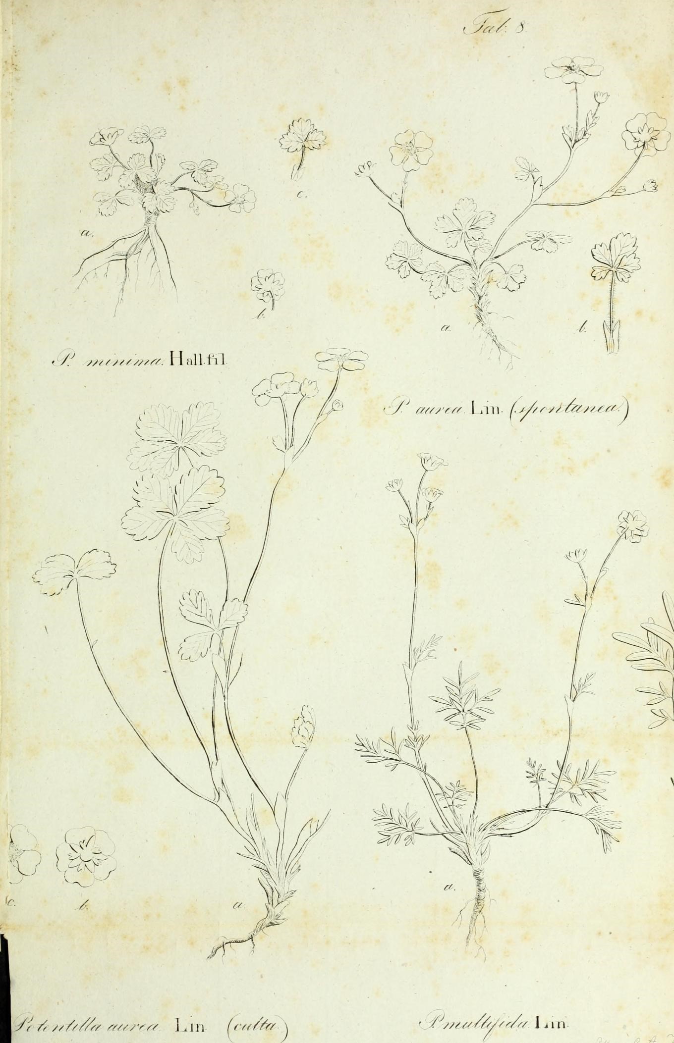 three types of flowers are depicted in this drawing