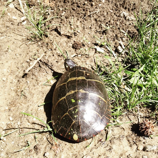 a small turtle sits in the dirt on the ground