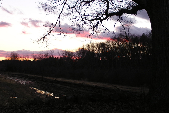 a sunset view from between trees, with some grass and mud on the ground
