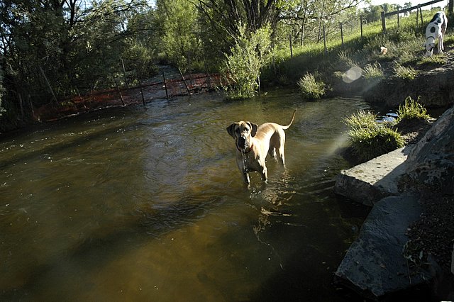 a brown dog walking across a river near trees
