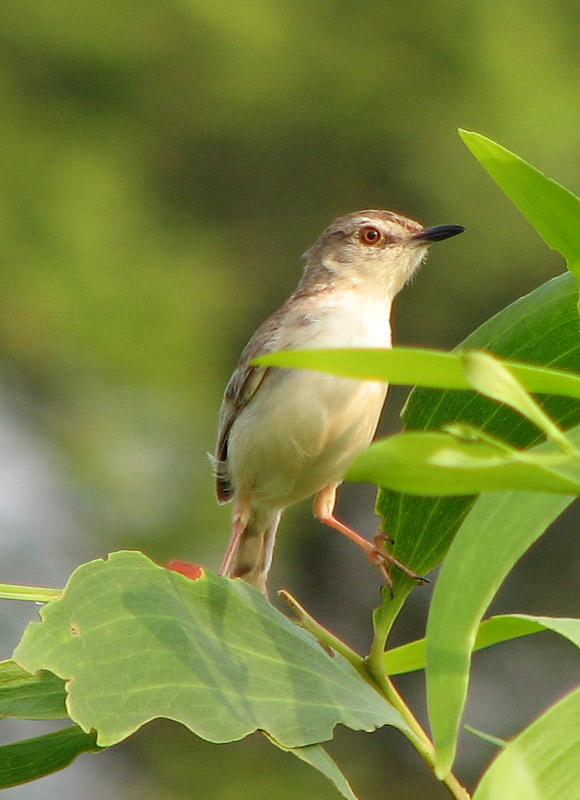 a small white and black bird sitting on a green nch