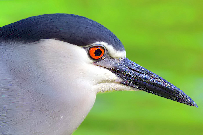 a close - up po of a bird's face with an orange eye