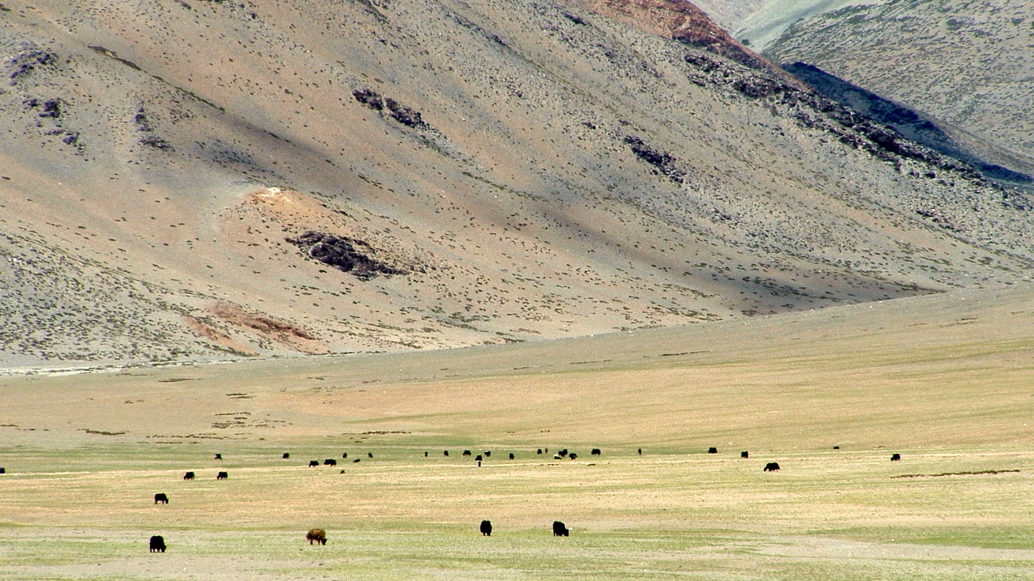 an arid desert landscape with animals roaming