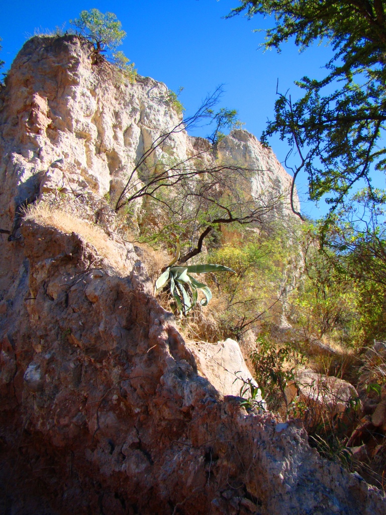 a tree that is on the side of a rocky hill