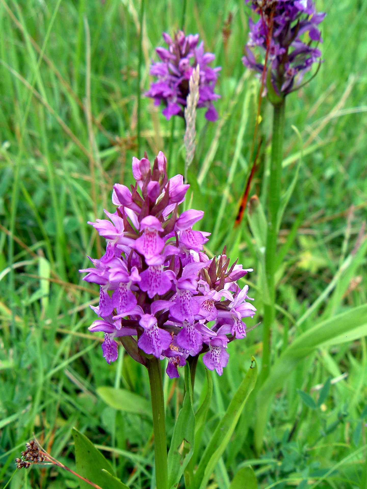 several purple flowers are standing in the grass