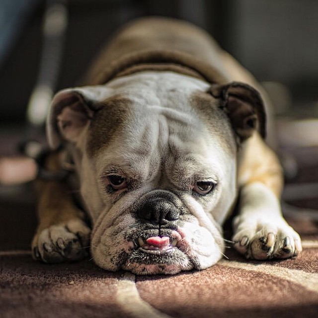a bulldog dog has his head resting on its paw