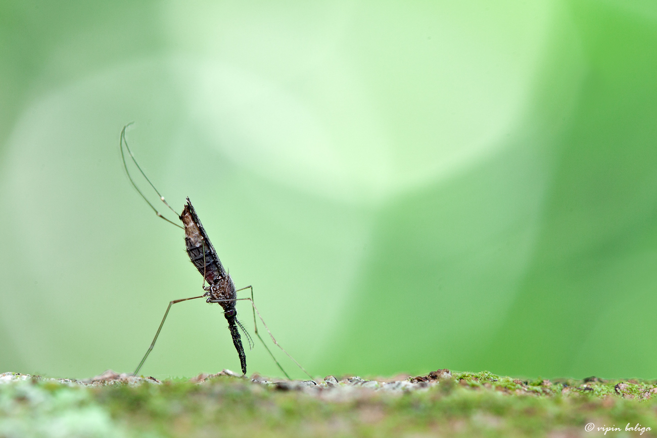 a bug with long legs sitting on top of grass