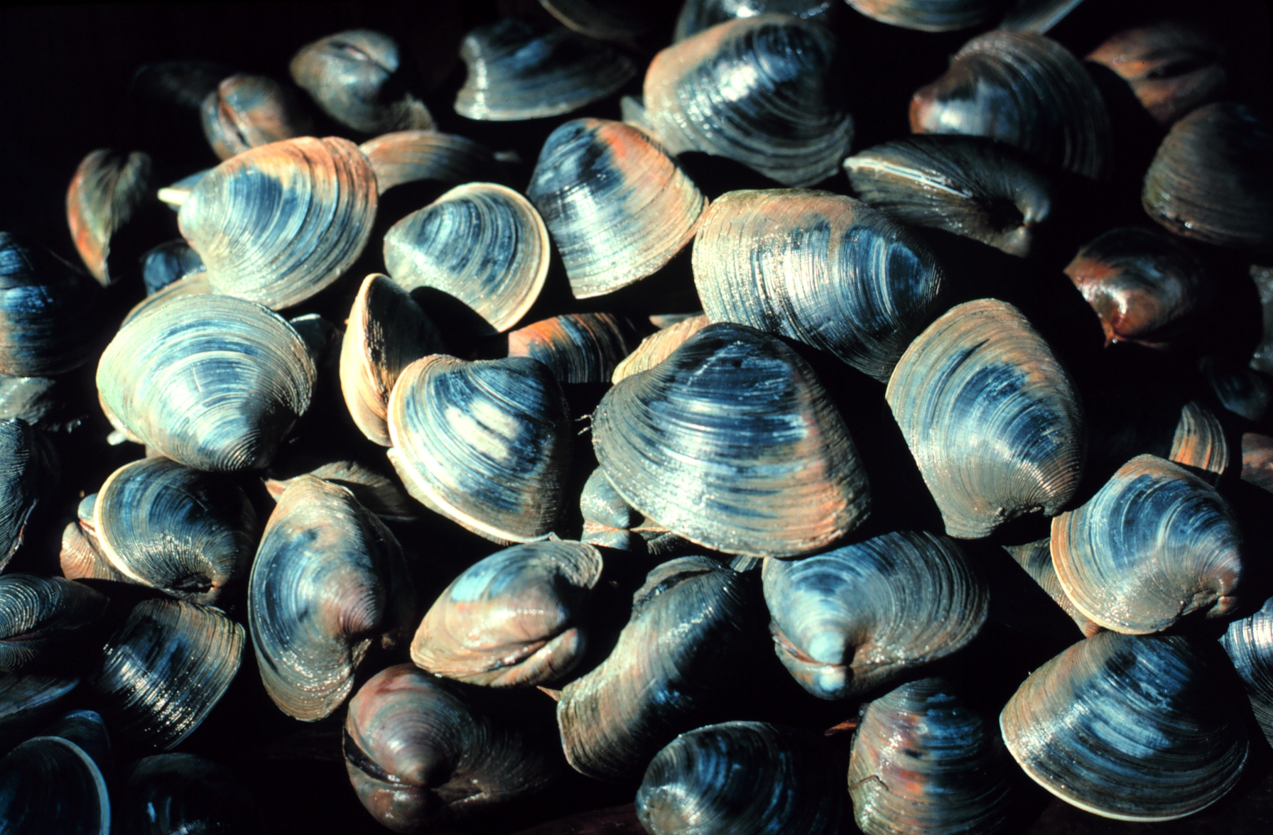 closeup of a lot of clams in the dark