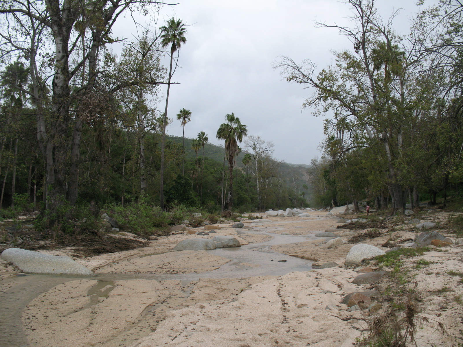 a road surrounded by trees and mud