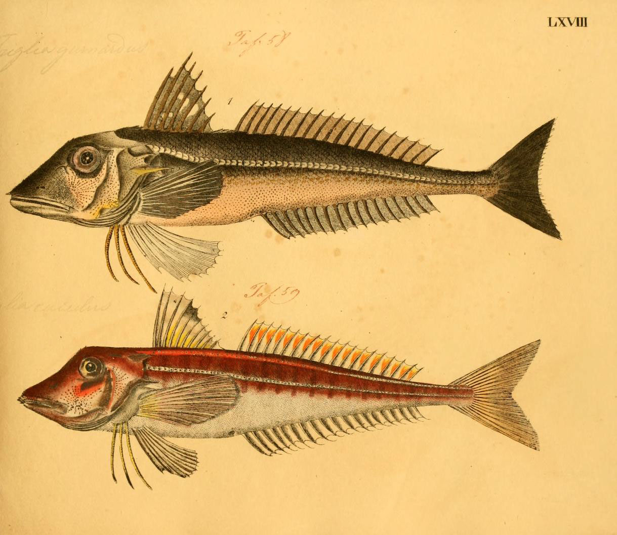 an old illustration of fish with long antennae