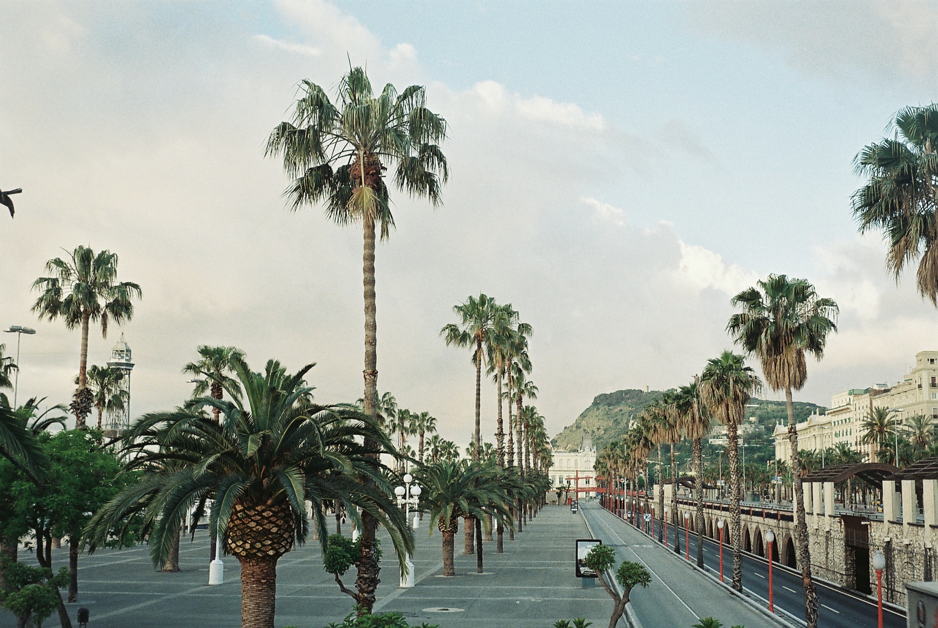 many palm trees near some white buildings