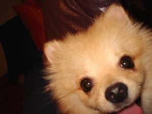 the pomeranian dog is smiling as it sits on someones lap